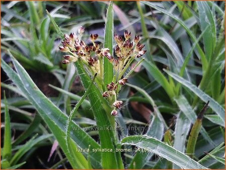 Luzula sylvatica 'Bromel'