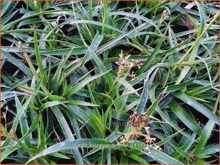 Luzula sylvatica 'Bromel'