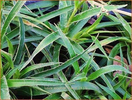 Luzula sylvatica 'Bromel'