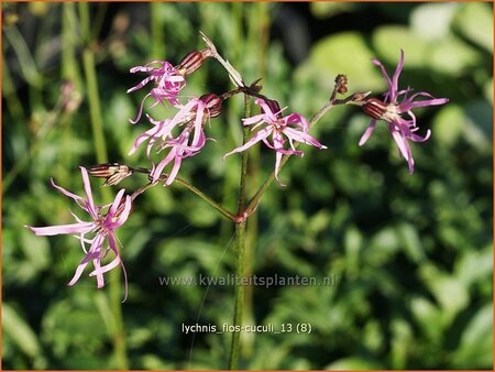 Lychnis flos-cuculi