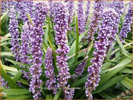 Liriope muscari &#39;Lilac Wonder&#39;