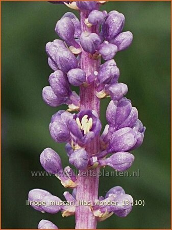 Liriope muscari &#39;Lilac Wonder&#39;