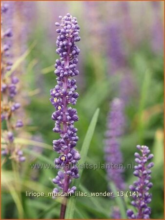 Liriope muscari &#39;Lilac Wonder&#39;