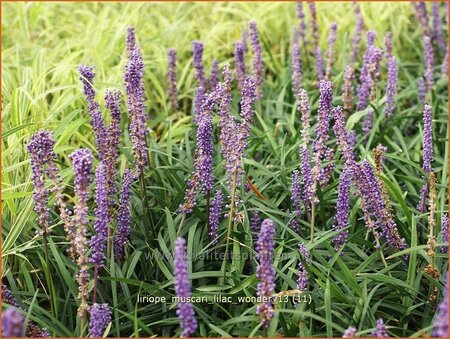 Liriope muscari &#39;Lilac Wonder&#39;