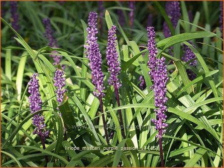 Liriope muscari &#39;Purple Passion&#39;