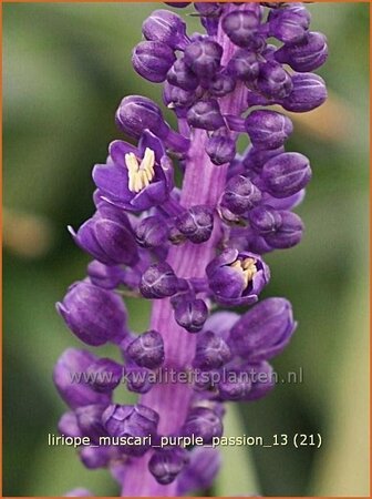 Liriope muscari &#39;Purple Passion&#39;