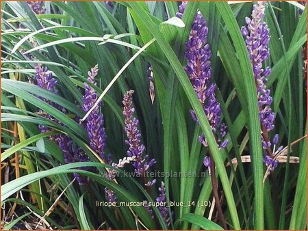 Liriope muscari &#39;Super Blue&#39;