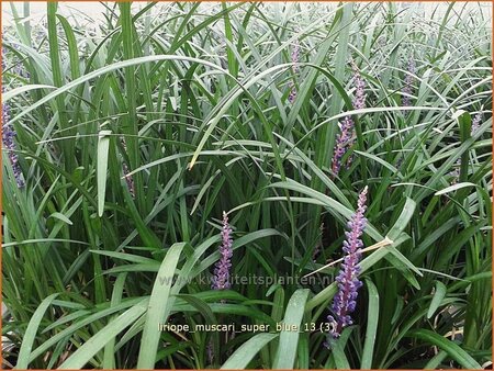 Liriope muscari 'Super Blue'