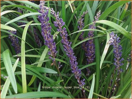 Liriope muscari 'Super Blue'
