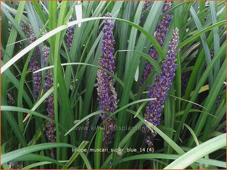 Liriope muscari 'Super Blue'