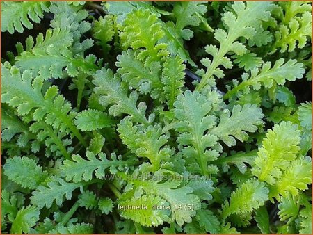 Leptinella dioica