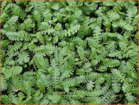 Leptinella dioica