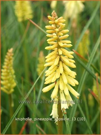 Kniphofia &#39;Pineapple Popsicle&#39;