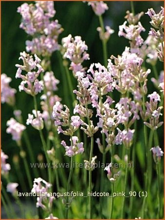 Lavandula angustifolia 'Hidcote Pink'