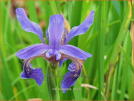 Iris bulleyana