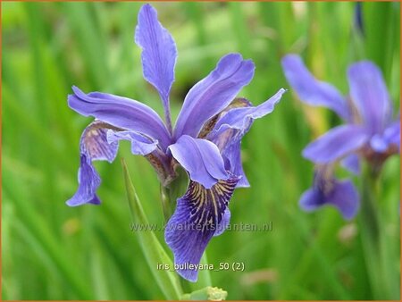 Iris bulleyana