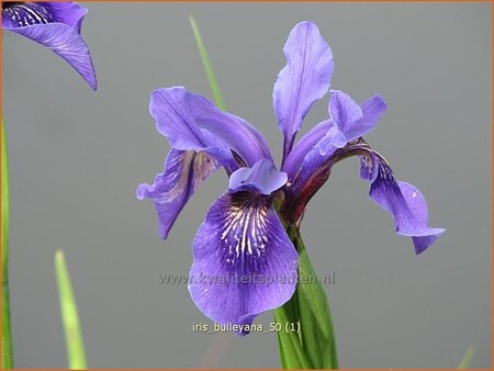 Iris bulleyana