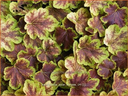 Heucherella &#39;Solar Eclipse&#39;