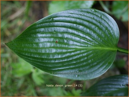 Hosta 'Devon Green'