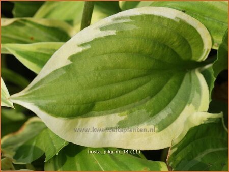 Hosta 'Pilgrim'