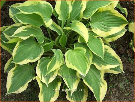 Hosta 'Pilgrim'