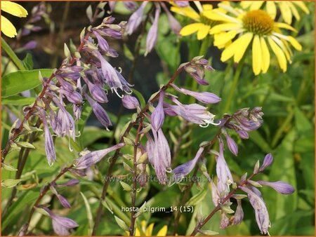 Hosta 'Pilgrim'