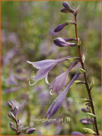 Hosta 'Pilgrim'