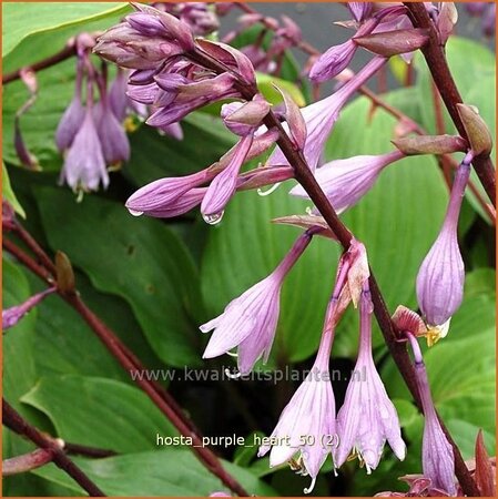 Hosta &#39;Purple Heart&#39;