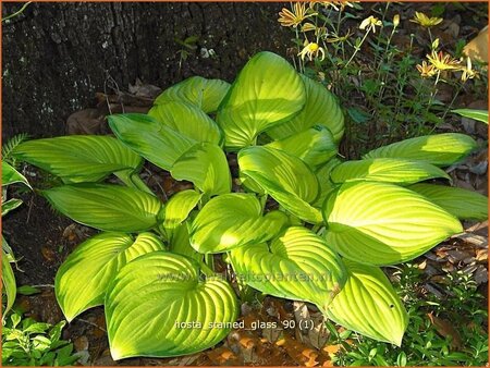 Hosta &#39;Stained Glass&#39;