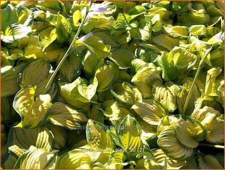 Hosta &#39;Stained Glass&#39;