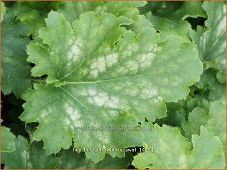 Heuchera 'Strawberry Swirl'