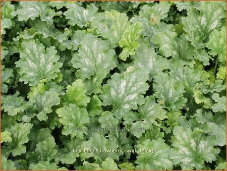 Heuchera 'Strawberry Swirl'