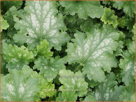 Heuchera 'Strawberry Swirl'