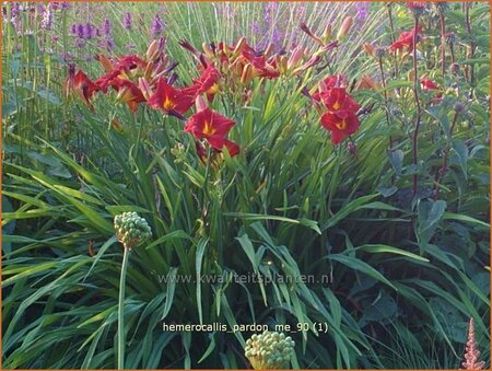 Hemerocallis &#39;Pardon Me&#39;