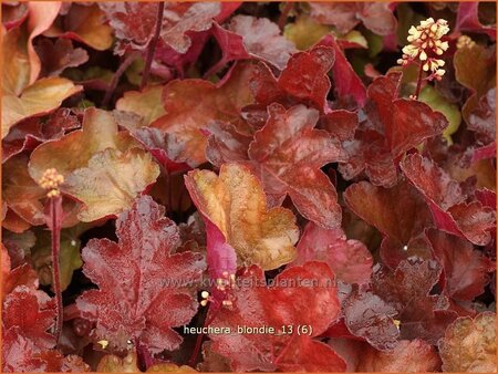 Heuchera &#39;Blondie&#39;