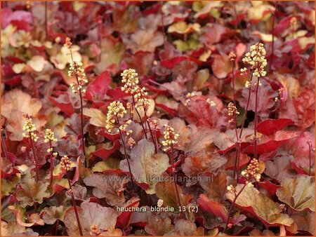 Heuchera &#39;Blondie&#39;
