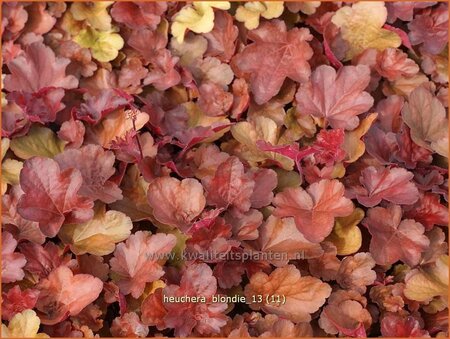 Heuchera &#39;Blondie&#39;