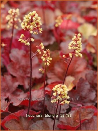 Heuchera &#39;Blondie&#39;
