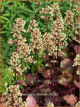 Heuchera &#39;Blondie&#39;