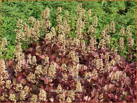 Heuchera &#39;Blondie&#39;