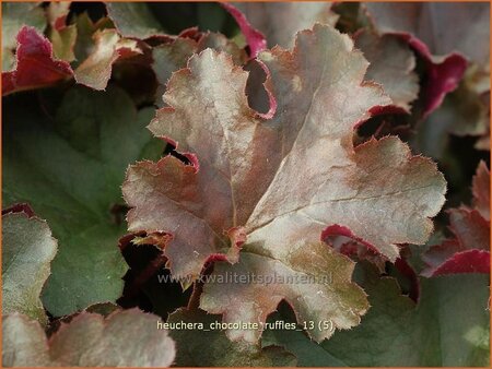 Heuchera 'Chocolate Ruffles'