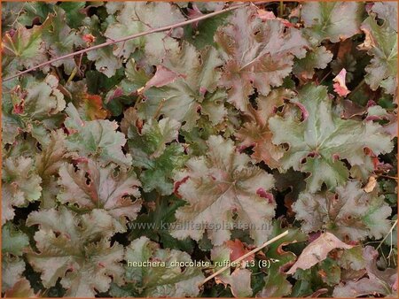 Heuchera 'Chocolate Ruffles'