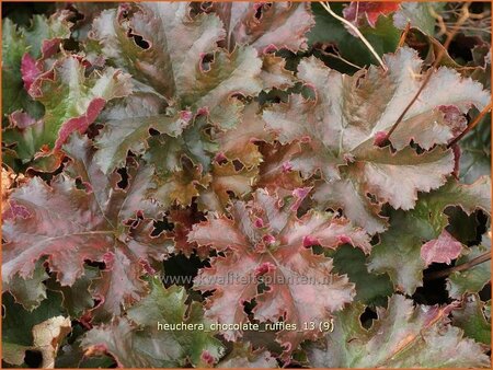 Heuchera 'Chocolate Ruffles'