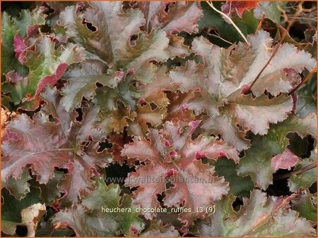 Heuchera &#39;Chocolate Ruffles&#39;