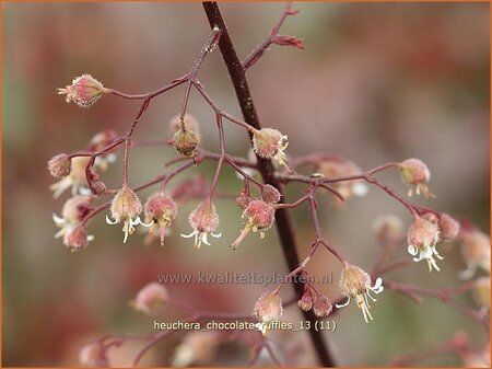 Heuchera 'Chocolate Ruffles'