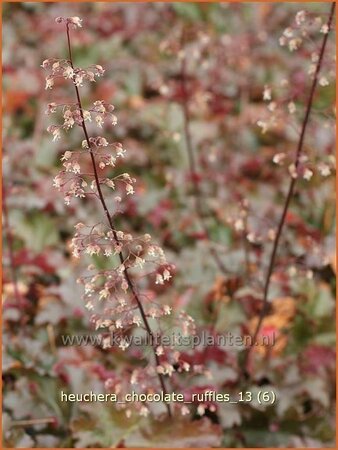 Heuchera 'Chocolate Ruffles'