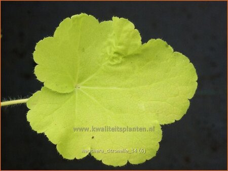 Heuchera 'Citronelle'