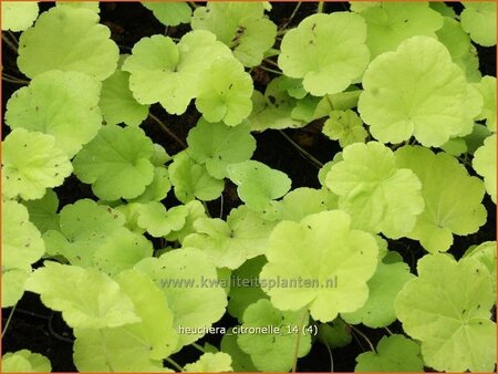 Heuchera 'Citronelle'