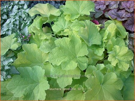 Heuchera 'Citronelle'