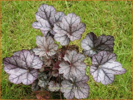 Heuchera &#39;Glitter&#39;